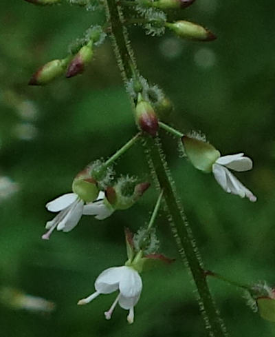 circaea lutetiana