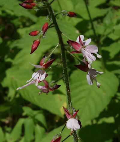 circaea lutetiana