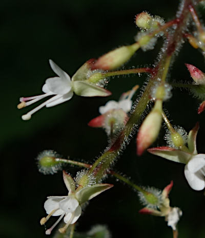 circaea lutetiana