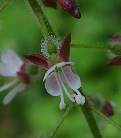 circaea lutetiana