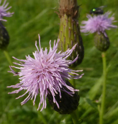 cirsium arvense