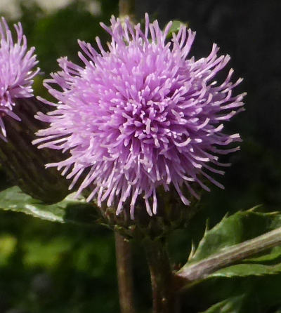 cirsium arvense