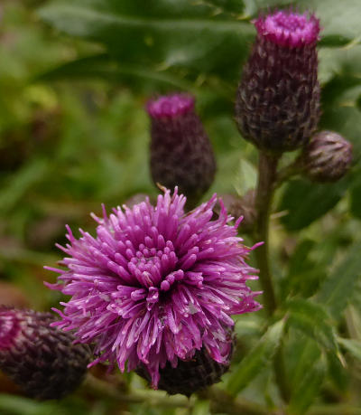 cirsium arvense