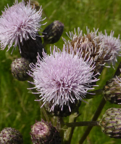 cirsium arvense