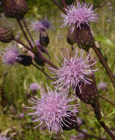 cirsium arvense