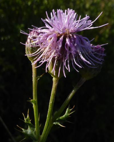 cirsium arvense