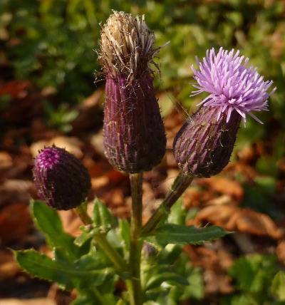 cirsium arvense