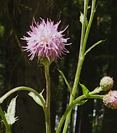 cirsium arvense