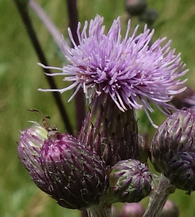 cirsium arvense