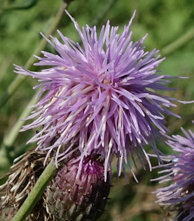 cirsium arvense