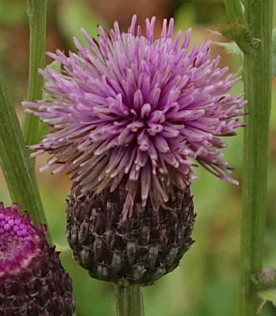 cirsium arvense