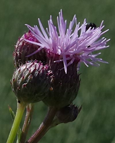 cirsium arvense