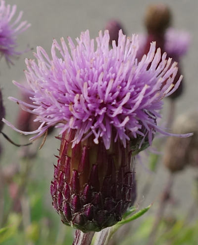 cirsium arvense