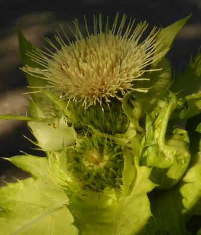 cirsium-oleraceum