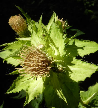 cirsium-oleraceum