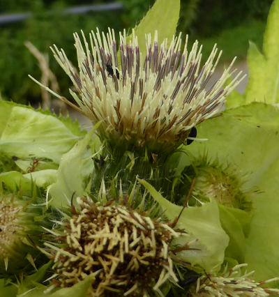 cirsium-oleraceum