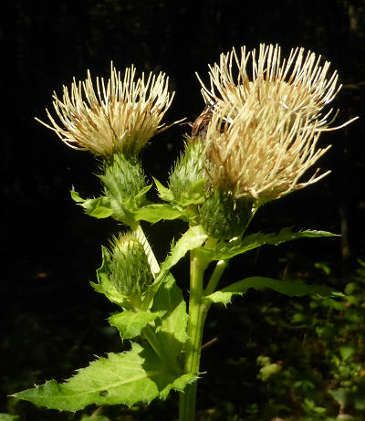 cirsium-oleraceum