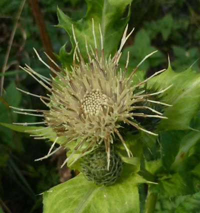 cirsium oleraceum