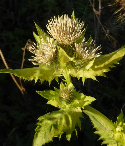 cirsium oleraceum