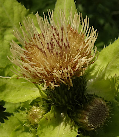 cirsium oleraceum