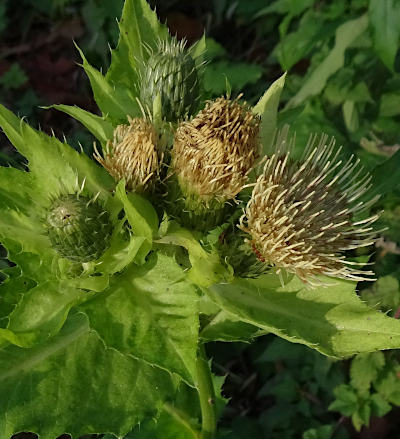 cirsium oleraceum