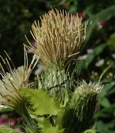 cirsium oleraceum