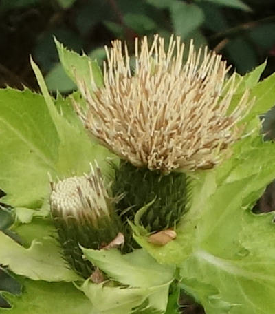 cirsium oleraceum