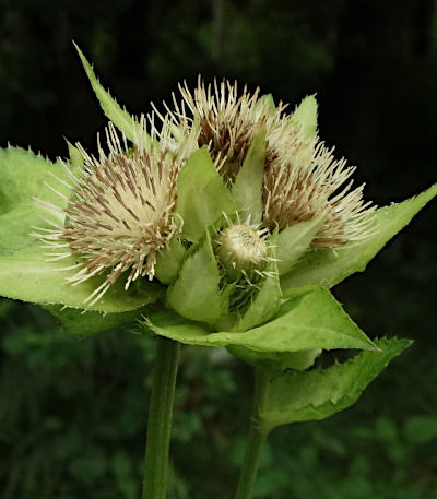 cirsium oleraceum