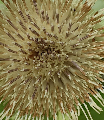 cirsium oleraceum