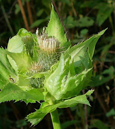 cirsium oleraceum