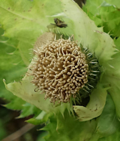 cirsium oleraceum