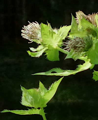 cirsium oleraceum