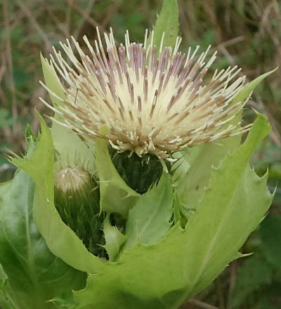 cirsium oleraceum