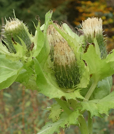 cirsium oleraceum