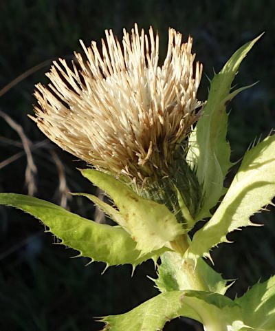 cirsium oleraceum