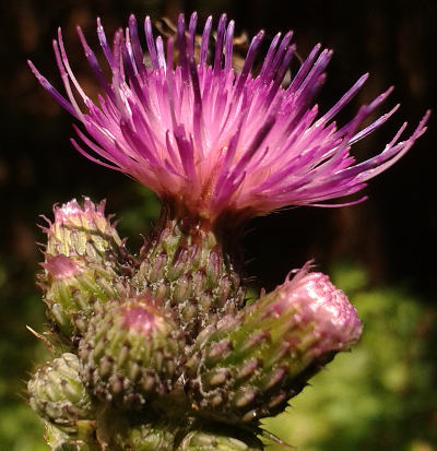 cirsium palustre