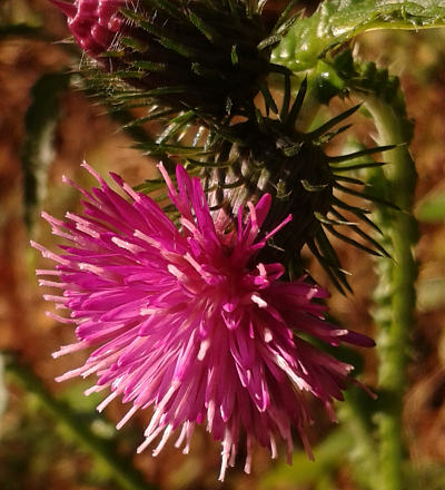 cirsium palustre