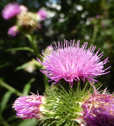 cirsium palustre