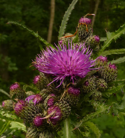 cirsium palustre