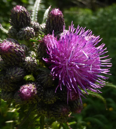 cirsium palustre