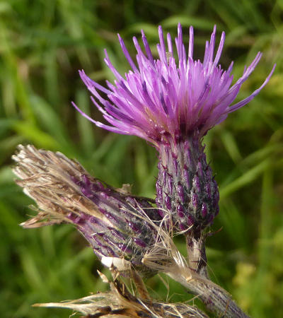 cirsium palustre