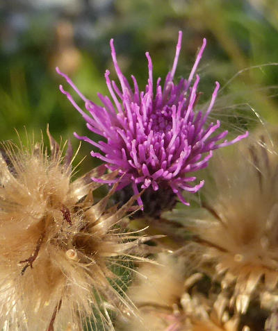 cirsium palustre