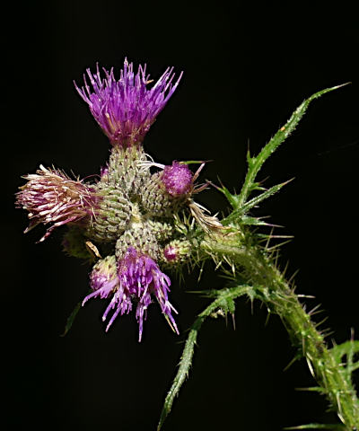 cirsium palustre