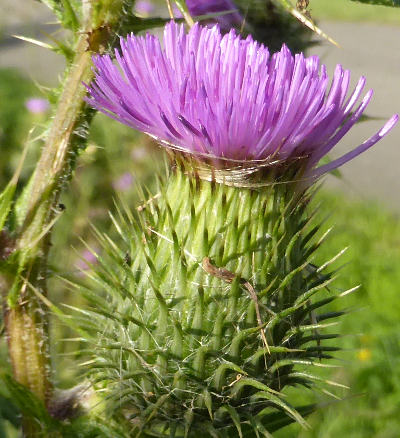 cirsium vulgare