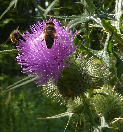 cirsium vulgare