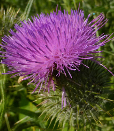 cirsium vulgare