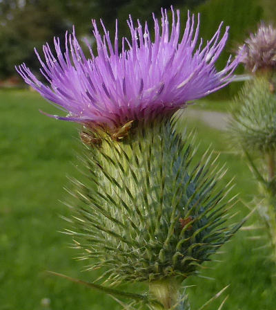 cirsium vulgare