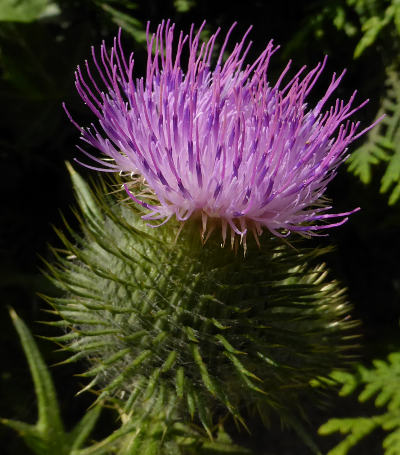 cirsium vulgare