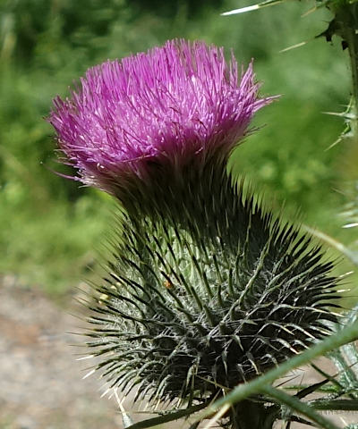 cirsium vulgare