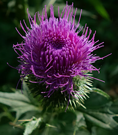 cirsium vulgare